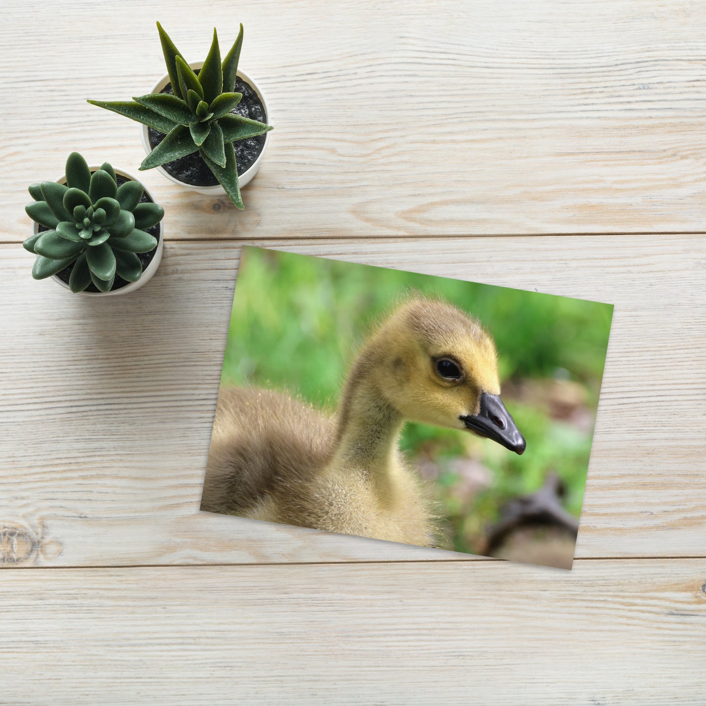 Baby Goose Greeting Card 5" x 7" | Original Bird Photography | Wildlife Gift w/ Envelope