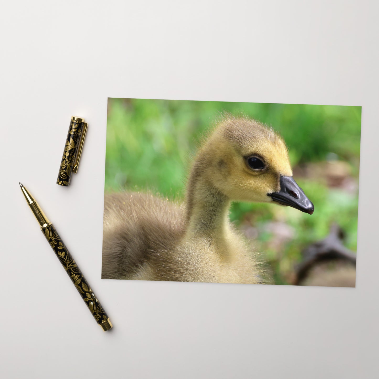 Baby Goose Greeting Card 5" x 7" | Original Bird Photography | Wildlife Gift w/ Envelope