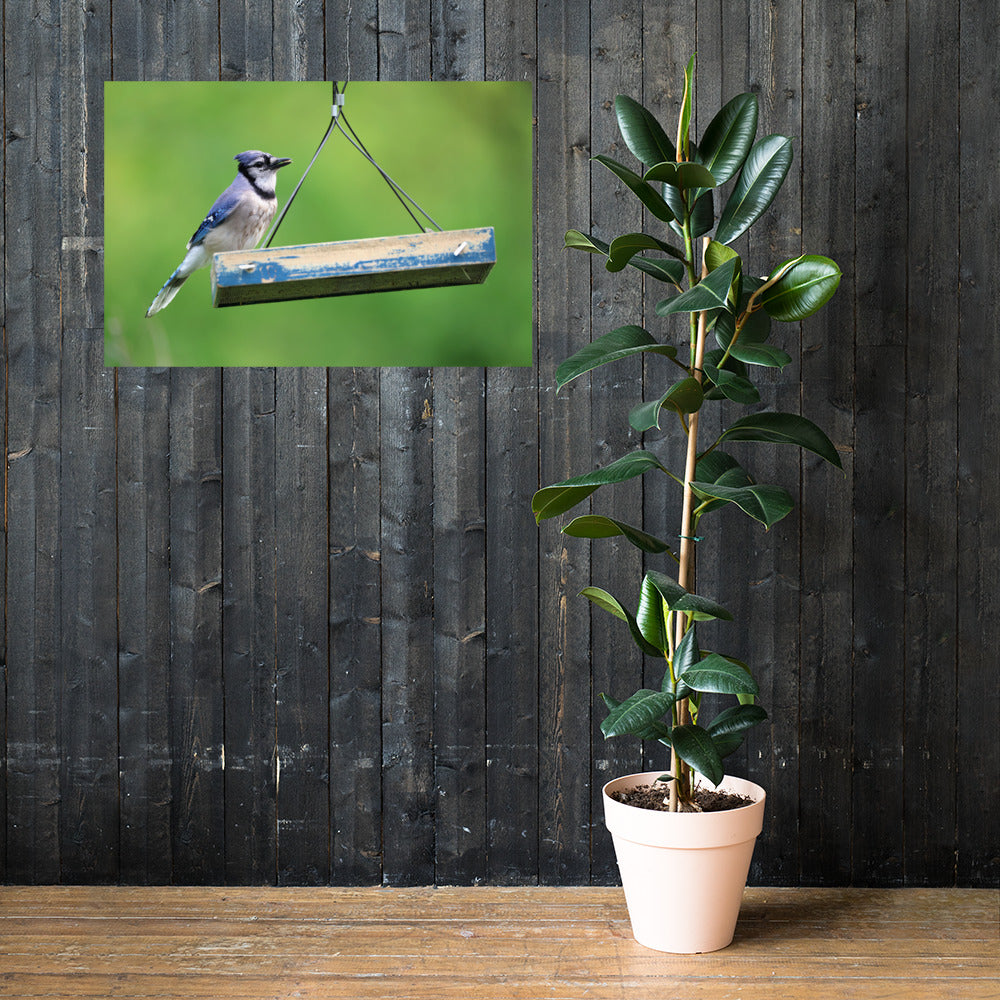 Blue Jay at Feeder Premium Photograph Poster | Original Bird Photography by Bird Fantastic