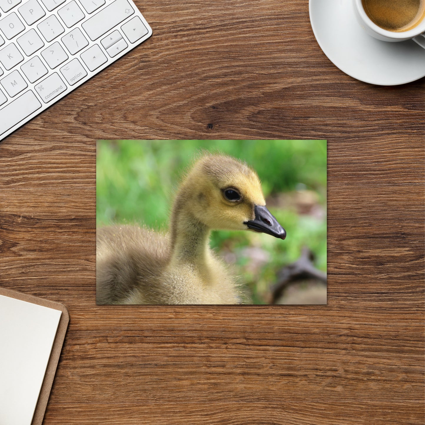 Baby Goose Greeting Card 5" x 7" | Original Bird Photography | Wildlife Gift w/ Envelope