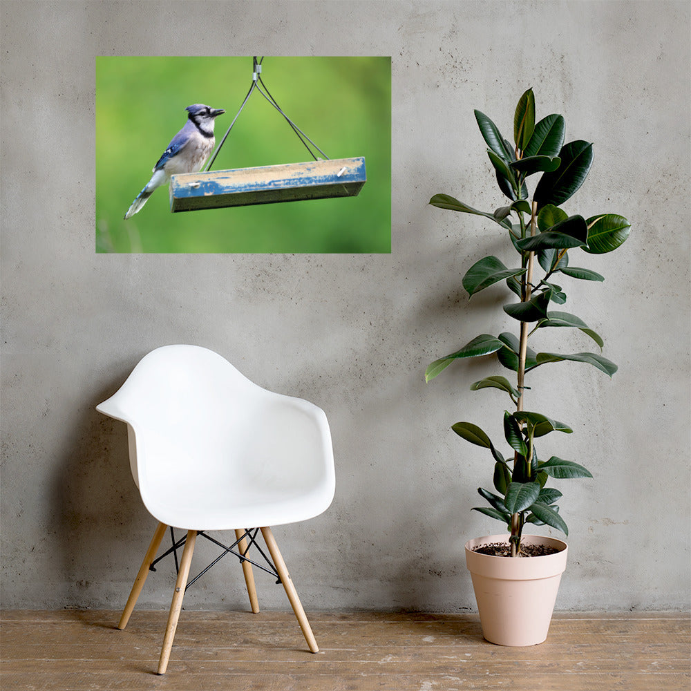 Blue Jay at Feeder Premium Photograph Poster | Original Bird Photography by Bird Fantastic